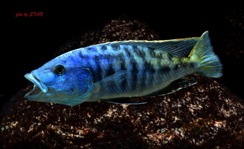 Tyrannochromis nigriventer